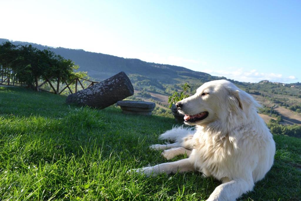 Agriturismo Lapone Orvieto Eksteriør bilde